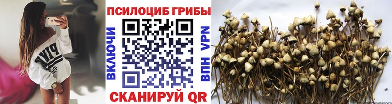 Псилоцибиновые грибы Magic Shrooms  kraken как зайти  Ачхой-Мартан 